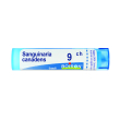 sanguinaria can.tubo   9ch