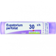 bo.eupatorium perfoliatum*30ch