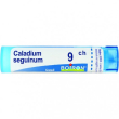 bo.caladium seguinum*9ch 80gr