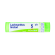 lachnanthes tinctoria tubo   5ch