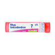 rhus toxicodendron*7ch 80gr 4g