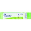 iris versicolor*5ch 80gr.4g