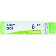 allium cepa tubo   5ch