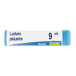 boiron ledum palustre 9ch gl 1g