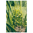 natur macrozamia essenze australiane 15ml
