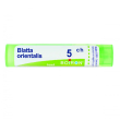 blatta orientalis tubo  5ch