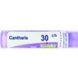 cantharis tubo  30ch
