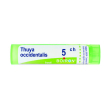 thuya occident 5ch gr