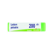 ledum palustre 200 ch dose unica globuli