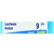 lachesis mutus dose   9ch