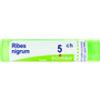 ribes nigrum tubo  5ch