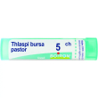 bo.thalspi bursta pas 5ch gr