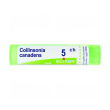 boiron collinsonia canad 15ch gr