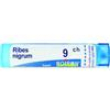 ribes nigrum tubo  9ch