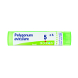 polygonum aviculare 5 ch tubo 2020