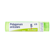 polygonum aviculare*gran 5ch