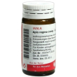 wala apis regina comp glob.20g