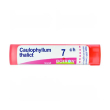 boiron caulophyllum thal 6ch gr