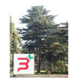 msa cedrus libani 50 ml