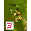 msa ribes nigrum 50 ml