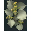 herboplanet msa tilia tomentosa 50ml