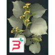 msa tilia tomentosa 50 ml
