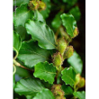 herboplanet msa fagus sylvatica 50ml