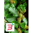 msa fagus sylvatica 50ml