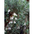 herboplanet msa rosmarinus offic 50ml