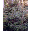 herboplanet msa abies pectinata 50ml