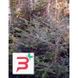 msa abies pectinata 50 ml