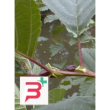 msa alnus glutinosa 50 ml