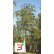 msa betula pubescens 50 ml