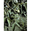 msa juglans regia 50ml