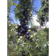 msa juniperus communis 50 ml - integratore alimentare