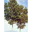 msa populus nigra 50ml