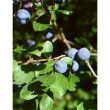 herboplanet msa prunus spinosa 50ml