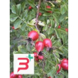 msa rosa canina 50ml