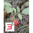 msa rubus idaeus 50 ml