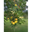 msa sorbus domestica 50ml