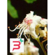 msa aesculus hippoca 50 ml