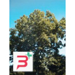 msa fraxinus excelsior 50 ml