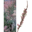 msa tamarix gallica 50ml