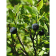 msa vaccinium myrtil 50 ml