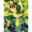 msa quercus peduncol 50ml