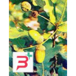 msa quercus peduncol 50 ml