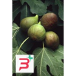 msa ficus carica 50 ml
