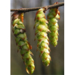 msa carpinus betulus 50ml