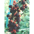 msa rubus fructicosu 50ml