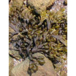 herboplanet tsa fucus vesiculos 50ml